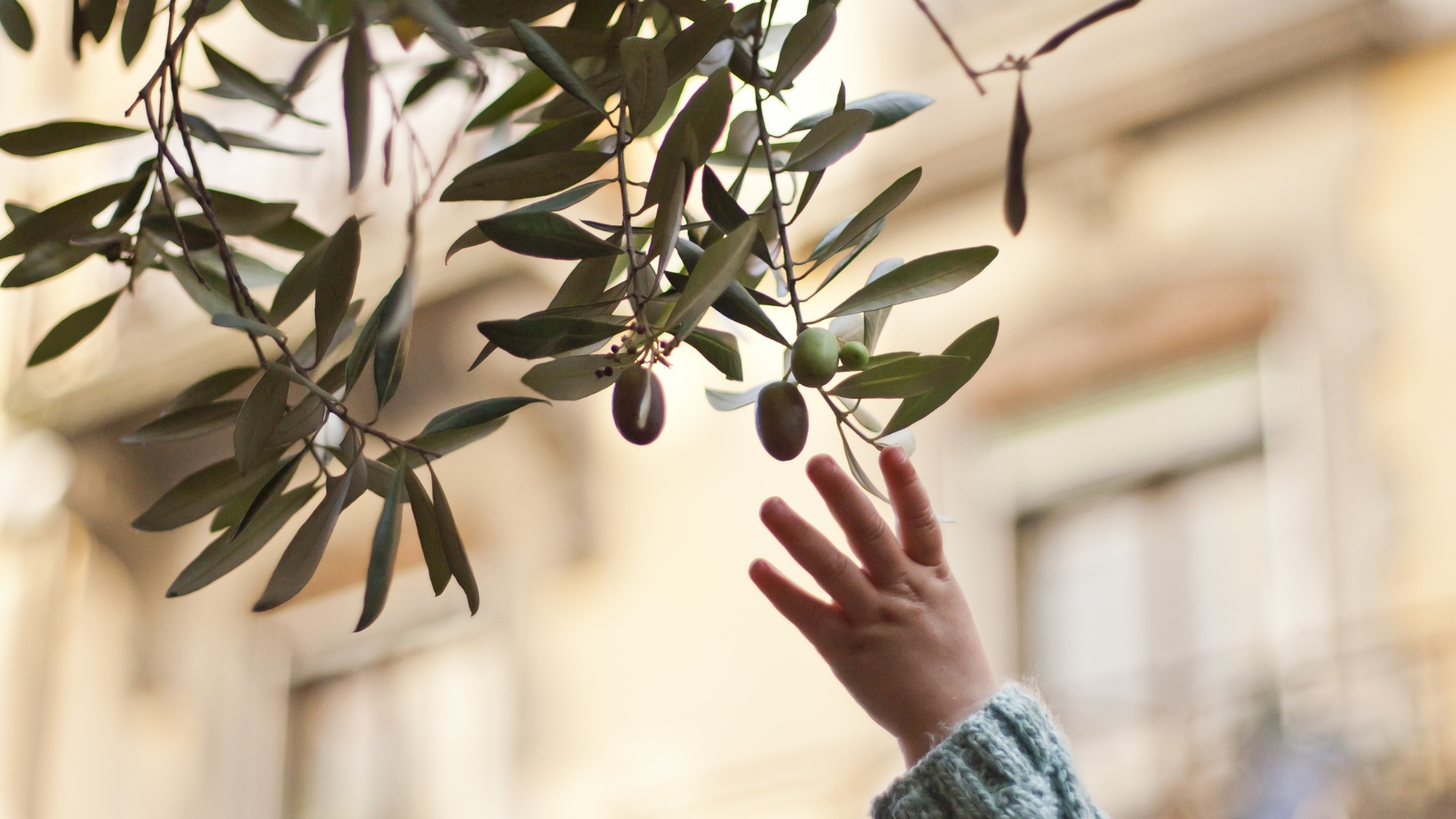 Agencia AGROA: Estrategias adaptadas a las necesidades del sector agroalimentario | Agroa Empresas | La Iniciativa de Gestión en Común en Alicante y Castellón como herramienta para la reactivación agraria postincendio