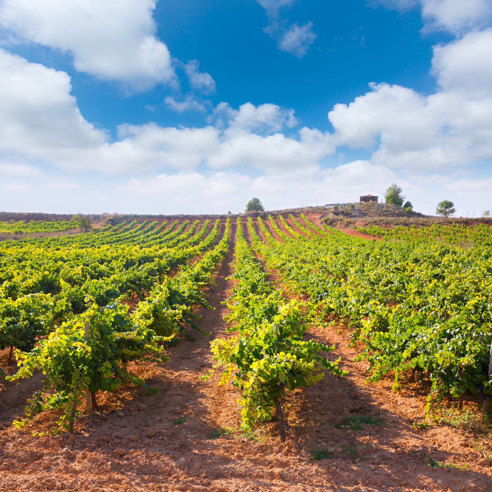Agencia AGROA: Estrategias adaptadas a las necesidades del sector agroalimentario | Agroa_ Investiga | Plan de dinamización de Bobal Wine Cellars